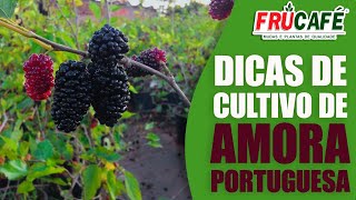 Dicas de Cultivo de AMORA PORTUGUESA [upl. by Efal326]