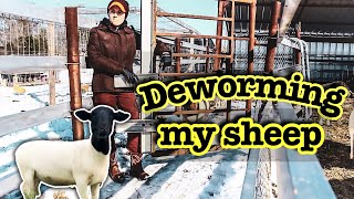 How my Sheep Farm Differs from GREG JUDYs  Deworming a Flock of Dorper Sheep [upl. by Sorodoeht]