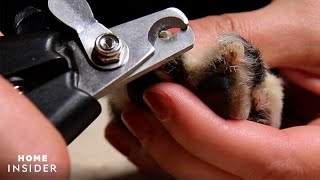 How To Trim Dog Nails Safely [upl. by Hunter]