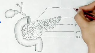 pancreas diagram [upl. by Nnorahs]