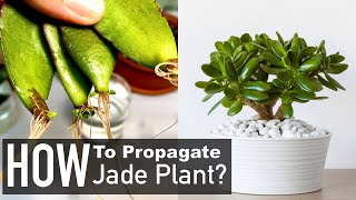 Jade Plant Propagation from Cuttings Crassula Ovata [upl. by Dympha]