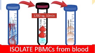 Hematology  Leukopoiesis White Blood Cell Formation [upl. by Tracey]