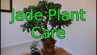 Jade Plant Care Crassula ovata [upl. by Nereus]