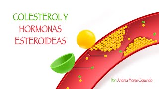 Colesterol amp Hormonas esteroides PROCESO DE SÍNTESIS [upl. by Blen911]