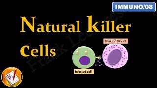 Natural Killer NK Cells FLImmuno08 [upl. by Ruhtua]