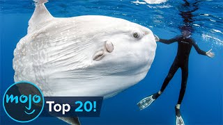 Top 20 Abnormally Large Animals That Really Exist [upl. by Ahsaeyt]