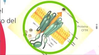 Fibrosis quistica Fisiopatología diagnóstico y tratamiento [upl. by Alix]