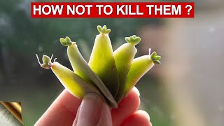 10 TIPS amp TRICKS TO GROWING SUCCULENTS AND CACTI  SUCCULENT CARE TIPS [upl. by Claudelle]