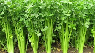 How to Plant Celery [upl. by Chambers574]