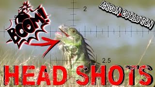 Iguana Pest Control  South Florida Iguana Invasion  Airgun Evolution [upl. by Kannan846]