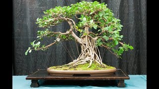 Ficus Retusa Bonsai [upl. by Nealah668]