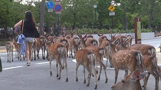 奈良公園 浮雲園地にたくさんの鹿さんたちがいました、そして大仏殿前交差点が大変なことに Many deer crossing the road NARA PARKJAPAN [upl. by Bainter527]