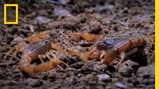 Cannibal Scorpions vs Shrew  National Geographic [upl. by Ole753]