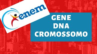 GENE vs DNA vs CROMOSSOMO  Biologia para o ENEM [upl. by Notsob]