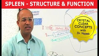 Spleen  Structure amp Function [upl. by Eylloh38]