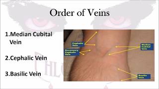 Phlebotomy The Order of Veins [upl. by Elocal]