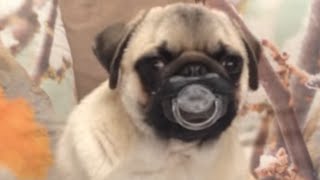 Top 30 Funniest and Cutest Pug Dog Videos Compilation [upl. by Ennaylime]