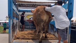 PROSES MUAT SAPI TRUCK SETIA FARM [upl. by Fin]