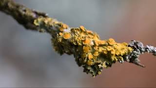 Les lichens [upl. by Azrim]