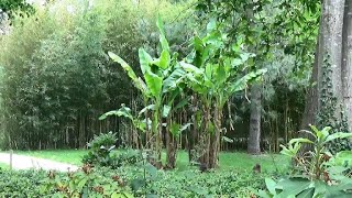 How to Create a Tropical Garden  Mitre 10 Easy As Garden [upl. by Arrej]