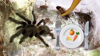 Preparing healthy FOOD for my TARANTULAS  feat Elvarg [upl. by Cade]