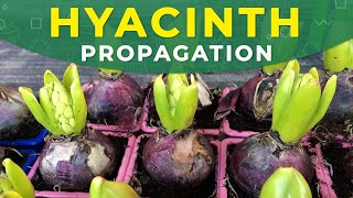 HYACINTH PROPAGATION FROM BULBS  Care for the plant [upl. by Maisel]