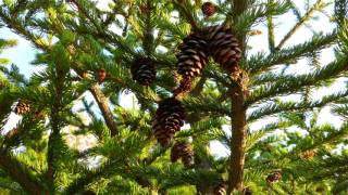 Identify My Trees Conifers [upl. by Nrobyalc640]