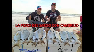 Pesca del sargo con cangrejo a surfcasting [upl. by Araht]