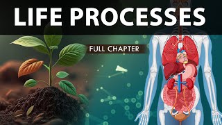 Life Processes Class 10 full Chapter Fully Animated  Class 10 Science Chapter 6  CBSE  NCERT [upl. by Drusy]