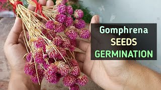 Gomphrena Seeds GERMINATION COLLECTION STORE Gomphrena Flower [upl. by Carmon]