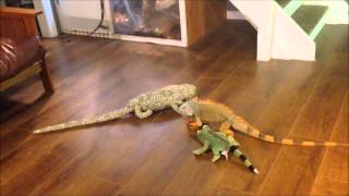 iguana vs toy [upl. by Airdnna]