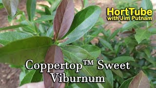 Coppertop™ Sweet Viburnum  Evergreen Flowering Awesome Foliage [upl. by Kin]