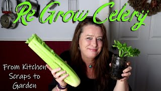 How I Re Grow Celery  from scraps to ready to plant in the garden [upl. by Lauzon]