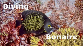 Bonaire Diving 2023 [upl. by Einahpetse]