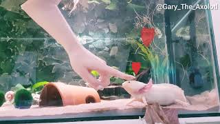 Axolotl likes being pet [upl. by Aivull]