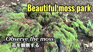 Beautiful moss park 小金井公園 Koganei Park 苔観察 [upl. by Ploss132]