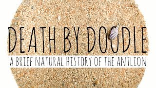 Death by Doodle A Brief Natural History of the Antlion [upl. by Ripp]