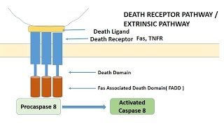 APOPTOSIS PART 1 Definition Causes amp MechanismPathways [upl. by Folger331]