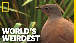 Bird Mimics Chainsaw Car Alarm and More  Worlds Weirdest [upl. by Cralg]