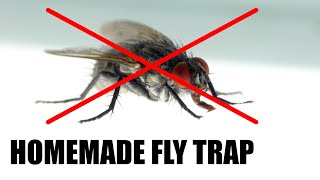 Make a Homemade Fly Trap  Science Project [upl. by Soirtemed]