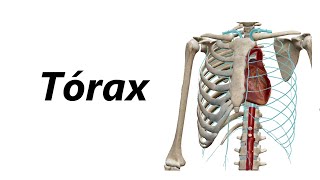 Anatomia das Artérias em 3D  Tórax [upl. by Napra]