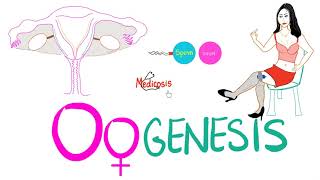 Oogenesis  Biology  MCAT [upl. by Nahgen]