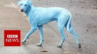 Mumbais blue dogs BBC News [upl. by Hank]