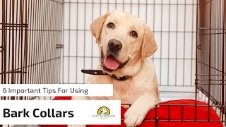 6 Tips for Anti Bark Collars for Dogs [upl. by Gelya540]