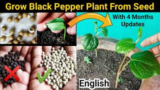 How to grow Black Pepper from Right seeds  Farmers SECREAT method reveled [upl. by Ahsas360]