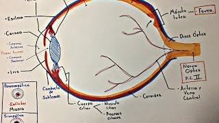 Ojo Anatomía y generalidades [upl. by Nhojleahcim]