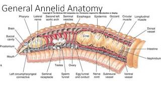 Phylum Annelida Part 1 [upl. by Herrod]