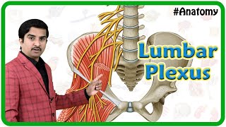 The Lumbar Plexus  Gross Anatomy [upl. by Peppi10]