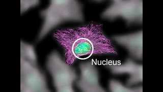 Cytoskeleton Structure and Function [upl. by Minsk]