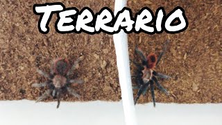 Como hacer Terrario para Tarantulas  Terrarios  Mascotas [upl. by Marris]